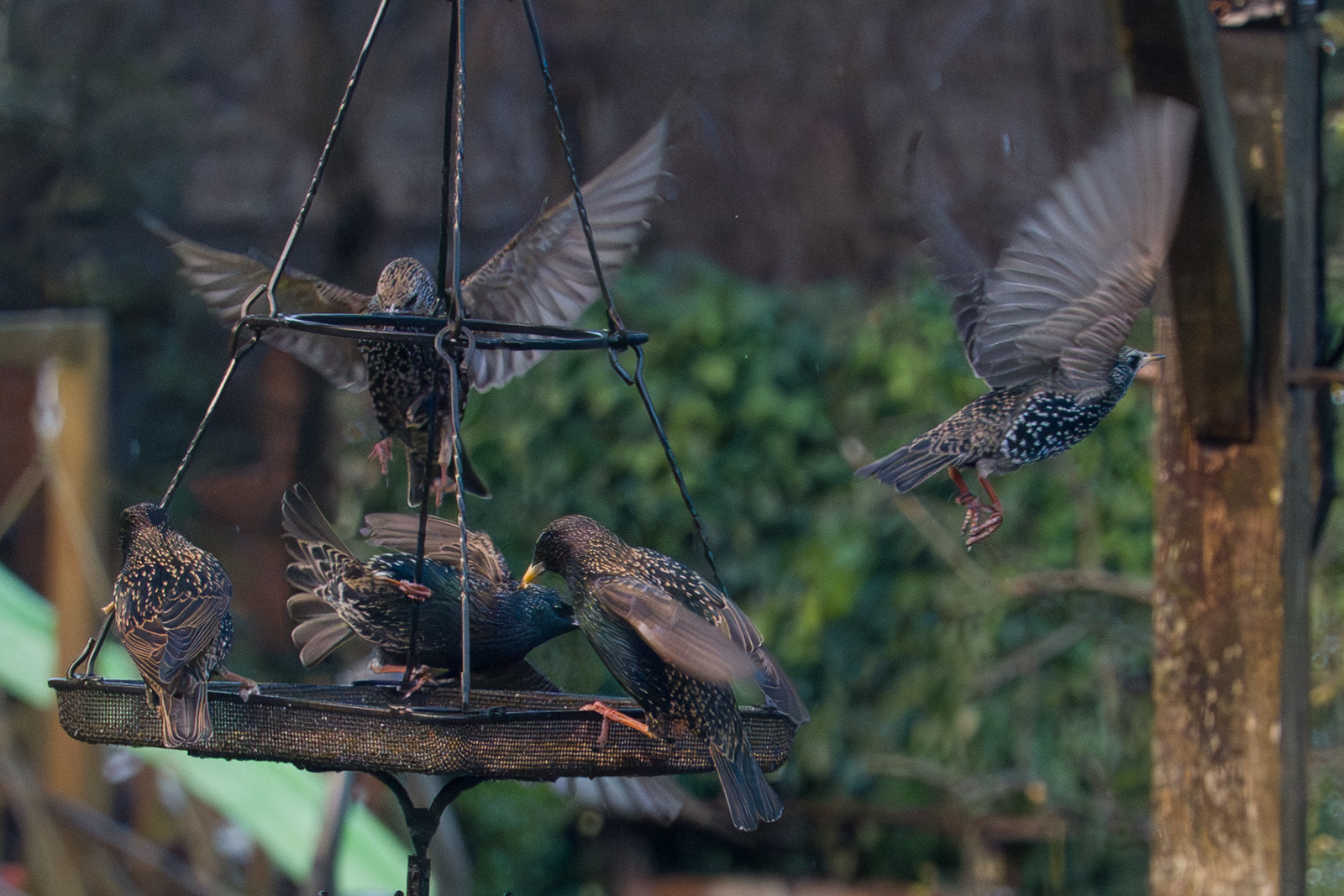 Photography by Chris Allington